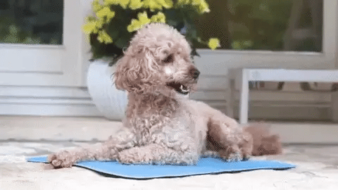 CoolPaws Comfort Pad